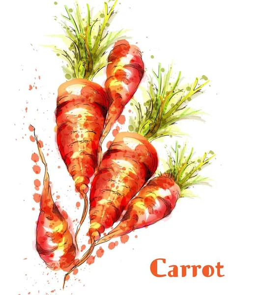 Carrots isolated Vector watercolor. Fresh spring veggies illustrations — Stock Vector