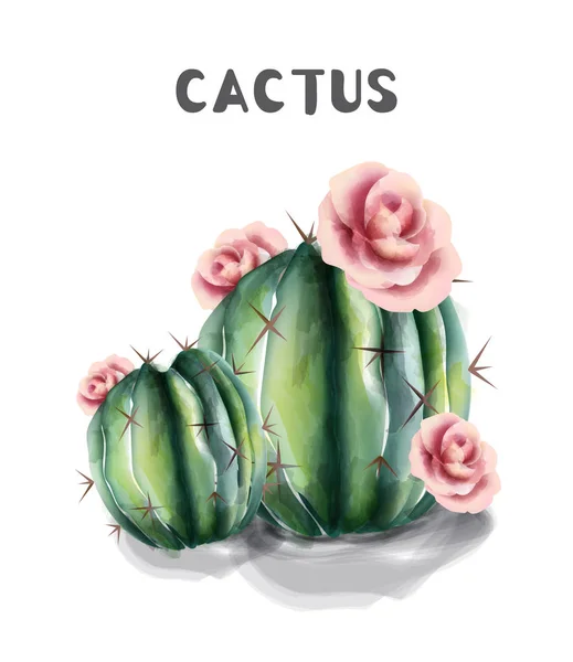 Kaktusz és virágok elszigetelt Vector akvarell. Szukkulens nyári háttérrel — Stock Vector