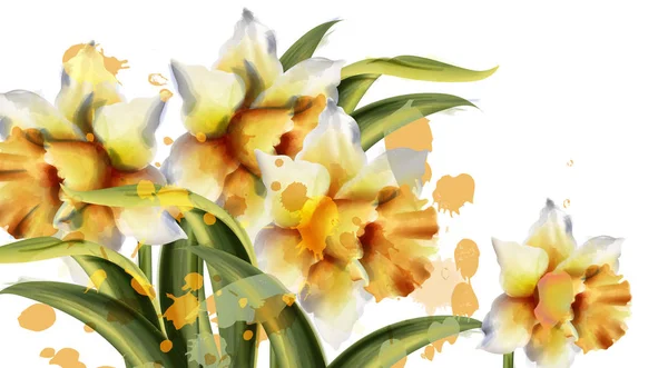 Flores de narciso Vector acuarela. Ramo de temporada de primavera sobre fondo blanco. Decoraciones románticas vintage — Archivo Imágenes Vectoriales