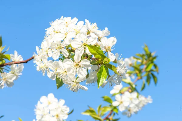 La rama floreciente de flores de cerezo se cierra. Hermoso cielo azul — Foto de Stock
