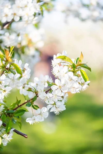 Blühende Kirschblüten verzweigen sich aus nächster Nähe. Schöner blauer Himmel — Stockfoto