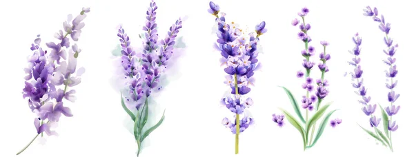 Lavanda definir Vector aquarela. Belos buquês florais isolados em branco — Vetor de Stock