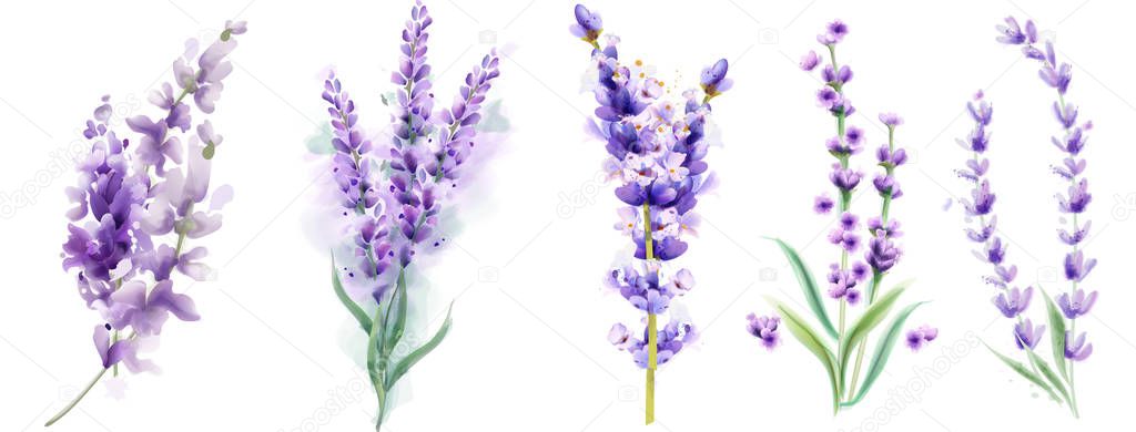 Lavender set Vector watercolor. Beautiful floral bouquets isolated on white