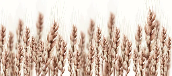 Пшеничные уши осенняя открытка. Винтажный деревенский плакат. Растущие плакаты урожая — стоковый вектор