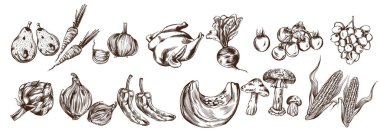 Sonbahar sebzeleri koleksiyon vektör hattı sanatı. Enginar, balkabağı, mısır, domates taze hasat.