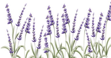 Lavanta kartı vektör suluboya