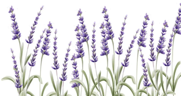 Lavanda cartão vetor aquarela — Vetor de Stock