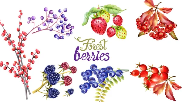 Autumn wild forest berries and flowers - Stok Vektor