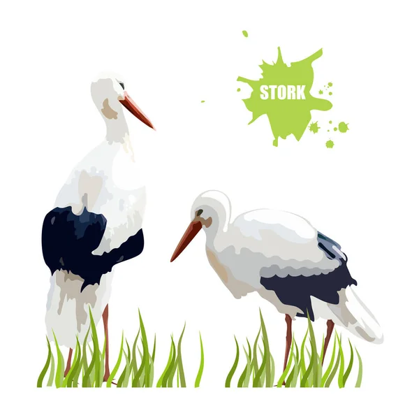 Watercolor stork birds sitting in the grass. Vectors — Stock Vector