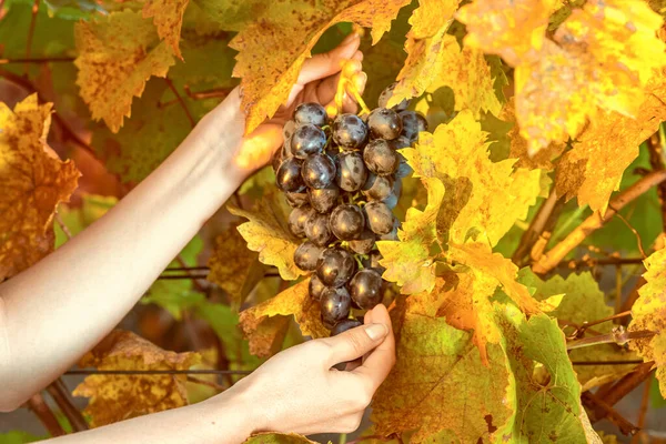 Női kéz szőlőt gyűjt a szőlőskertből. Vintage retro stílusok — Stock Fotó
