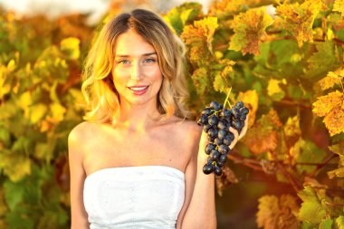 Üzüm bağından üzüm toplayan bir kadın. Antika geçmişe dönük tarzlar