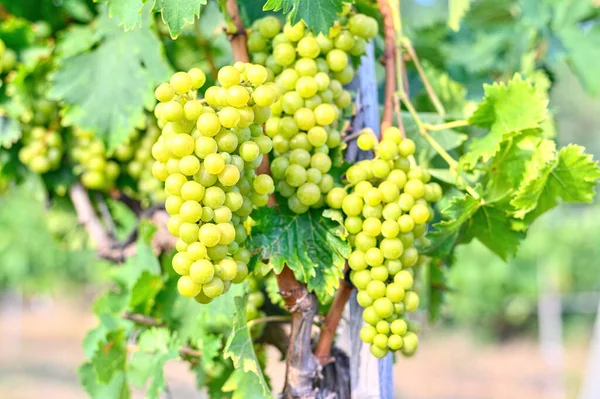 Uvas que crecen en el viñedo. Cosecha dulce fresca en otoño —  Fotos de Stock