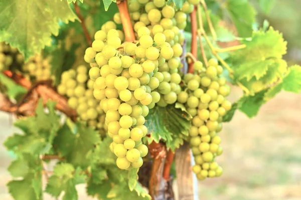 Uvas que crecen en el viñedo. Cosecha dulce fresca en otoño —  Fotos de Stock