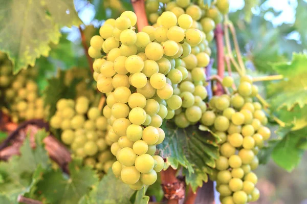 Uvas que crecen en el viñedo. Cosecha dulce fresca en otoño —  Fotos de Stock