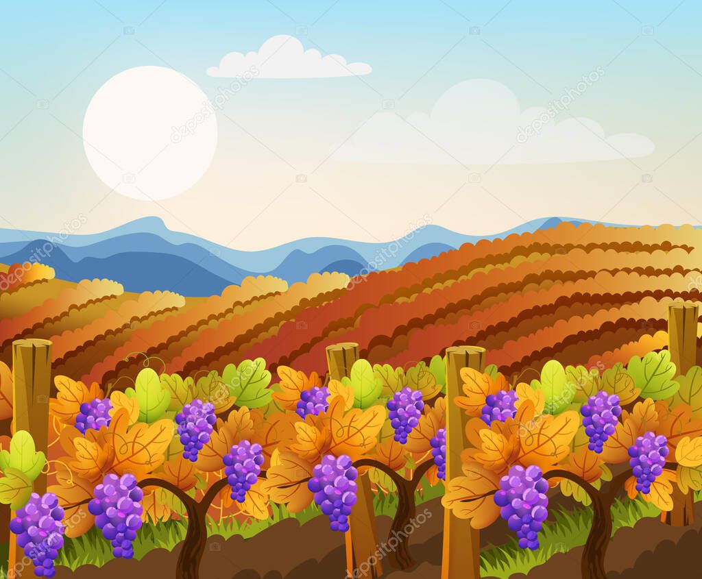 Peisage of empty and filled with grape trees fields. Vineyard. Autumn plant. Warm colors