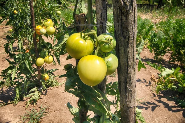 Grupo Tomates Verdes Não Maduros Jardim — Fotografia de Stock