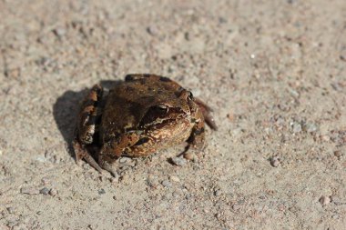 Kurbağa güneşte güneşleniyor.