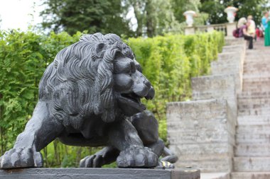 Bir aslan geçişini korur