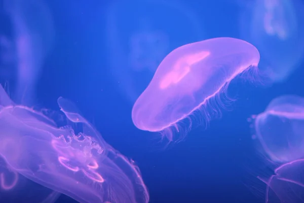 Stock image         A flock of jellyfish in the ocean