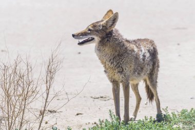 coyote stalk on roadside  in desert area. clipart