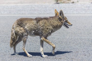 coyote stalk on roadside  in desert area. clipart