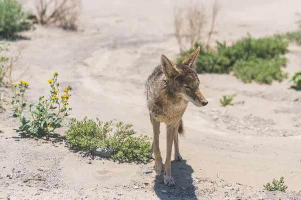 Gambo Coyote Sul Ciglio Della Strada Nella Zona Desertica — Foto Stock