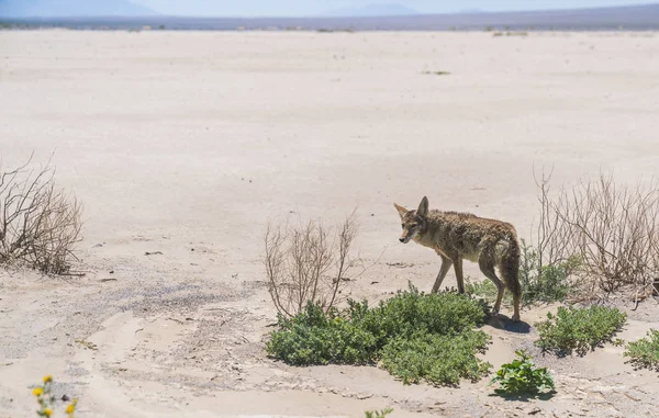 Gambo Coyote Sul Ciglio Della Strada Nella Zona Desertica — Foto Stock