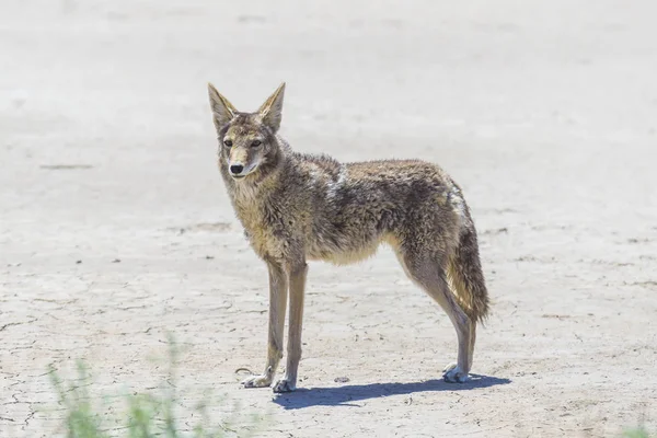 Coyote Stalk Roadside Desert Area — Stock Photo, Image