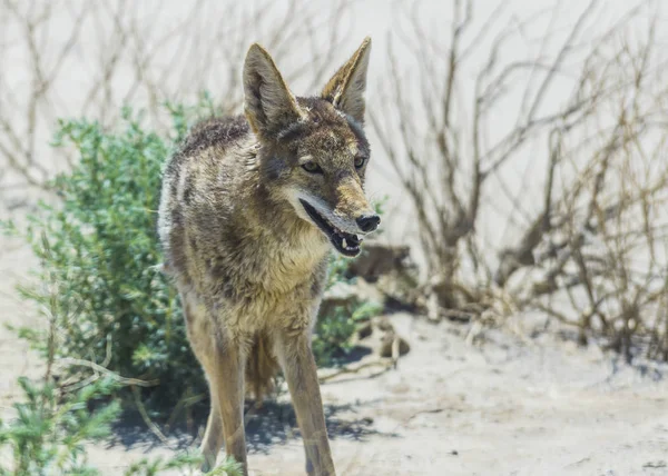 Coyote Stalk Roadside Desert Area — Stock Photo, Image