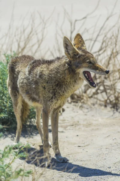 Coyote Stengel Weg Woestijn Gebied — Stockfoto