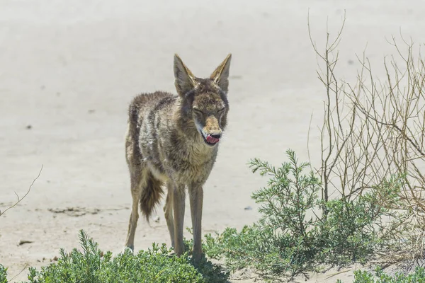 Coyote Stengel Weg Woestijn Gebied — Stockfoto