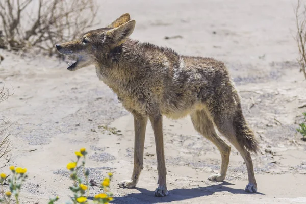 Coyote Stengel Weg Woestijn Gebied — Stockfoto