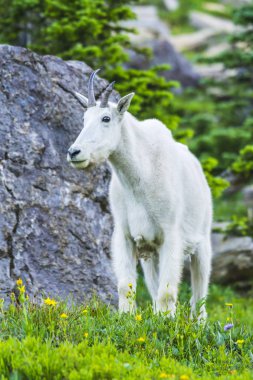 İki dağ keçisi anne ve çocuk yeşil çim tarlasında, Buzul Ulusal Parkı, Montana