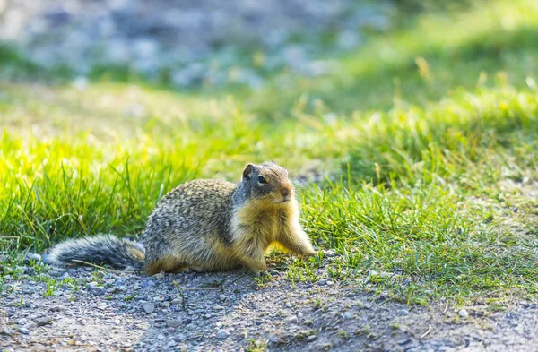 Gopher Σταθεί Στο Γυάλινο Πεδίο Την Ηλιόλουστη Μέρα — Φωτογραφία Αρχείου