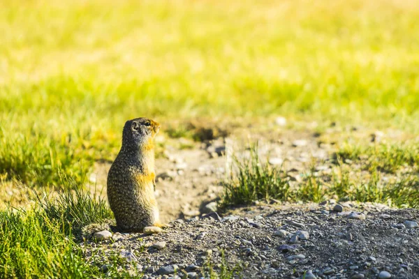 Gopher Stand Sul Campo Vetro Giorno Sole — Foto Stock