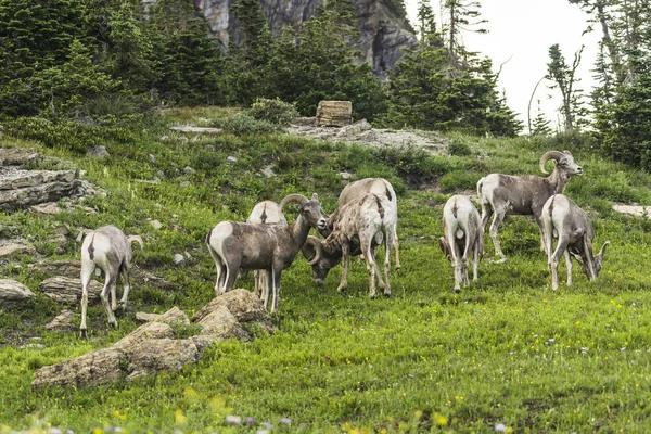 Grand Mouton Corne Parc National Des Glaciers Montana Etats Unis — Photo