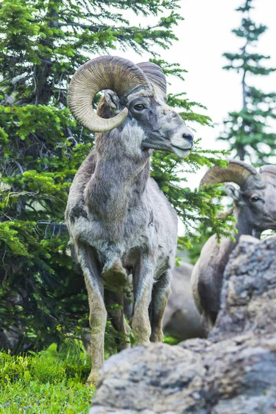 Grand Mouton Corne Parc National Des Glaciers Montana Etats Unis — Photo