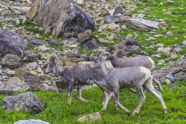 Groupe Gros Moutons Corne Parc National Des Glaciers Montana Etats — Photo