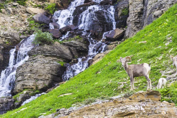 Grand Mouton Corne Parc National Des Glaciers Montana Etats Unis — Photo