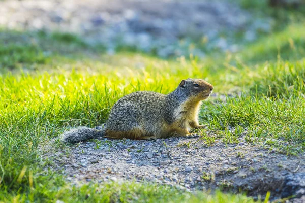 Gopher Stand Glass Field Sunny Day Stock Image