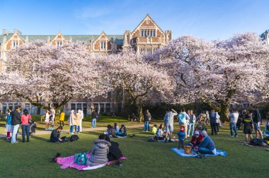 Washington Üniversitesi, Seattle, Washington, ABD. 04-03-2017: Bahçede çiçek açan kiraz çiçekleri kalabalık.