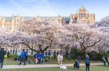 Washington Üniversitesi, Seattle, Washington, ABD. 04-03-2017: Bahçede çiçek açan kiraz çiçekleri kalabalık.