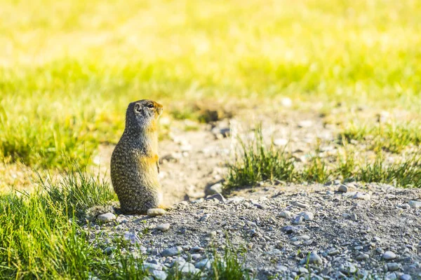 Gopher Stand Sul Campo Vetro Giorno Sole — Foto Stock