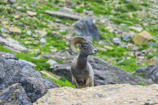 Grand Mouton Corne Parc National Des Glaciers Montana Etats Unis — Photo