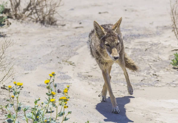 Wit Kasteel Geiser Geel Steen Nationaal Park Wyoming Verenigde Staten — Stockfoto