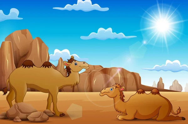 Vectorillustratie Van Cartoon Kamelen Leven Woestijn — Stockvector