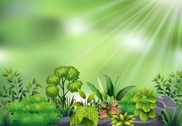 Vektor Ilustrasi Tampilan Tanaman Botani Pada Cahaya Matahari - Stok Vektor