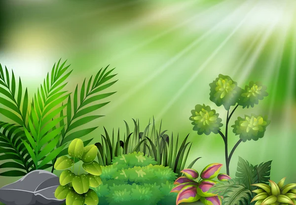 Ilustracja Wektorowa Botaniczny Roślin Widoku Światłem Słonecznym — Wektor stockowy