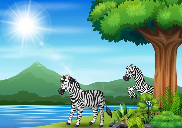 Две Зебры Играют Джунглях — стоковый вектор
