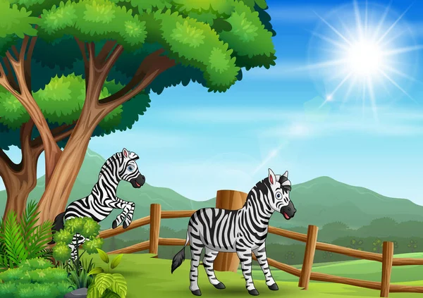 Gelukkige Twee Zebra Spelen Open Dierentuin — Stockvector